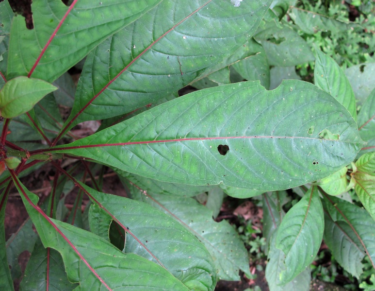 File:Neea laetevirens 2010 6.jpg