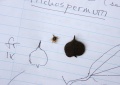 Thumbnail for version as of 18:02, 24 September 2008