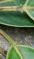 Thumbnail for version as of 18:56, 22 September 2008