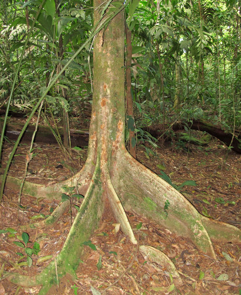 File:Buttress 2012 2.jpg