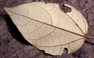 IMG 0381b.jpg