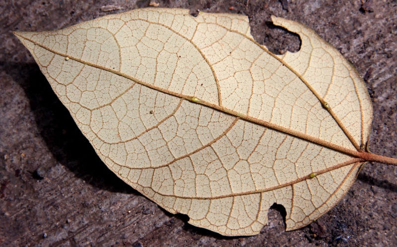 File:IMG 0381b.jpg