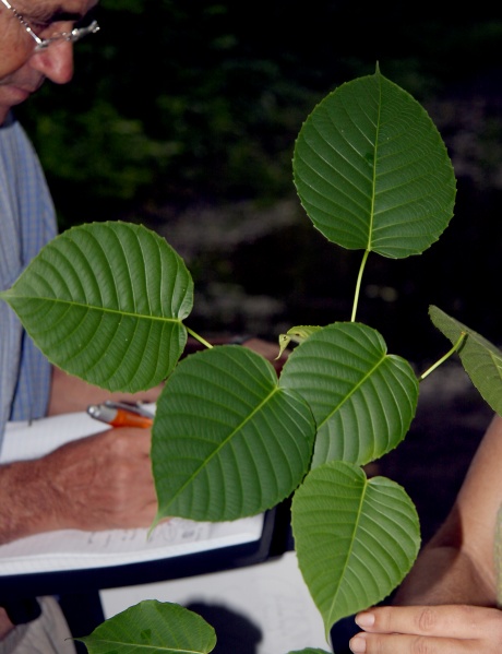 File:IMG 0689b.jpg