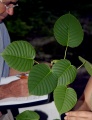 Thumbnail for version as of 19:15, 22 September 2008