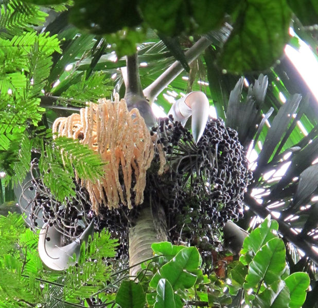 File:Iriartea infl 2 2011.jpg