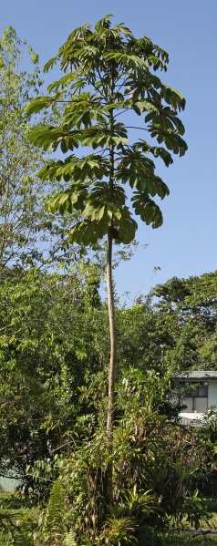 File:Cecropia obtusifolia 2.jpg