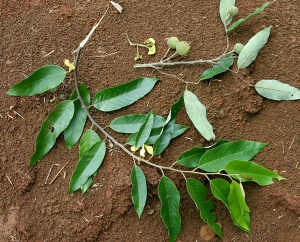 IMG 0824b.jpg