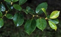 Thumbnail for version as of 18:24, 22 September 2008