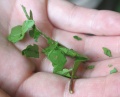 Thumbnail for version as of 20:30, 14 December 2010
