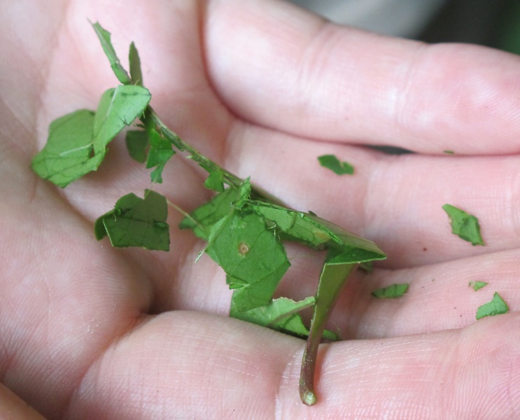 File:Neea laetevirens 2010 3.jpg