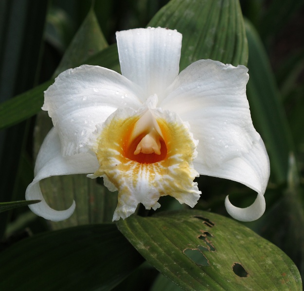 File:Orchidaceae 2010 3.jpg