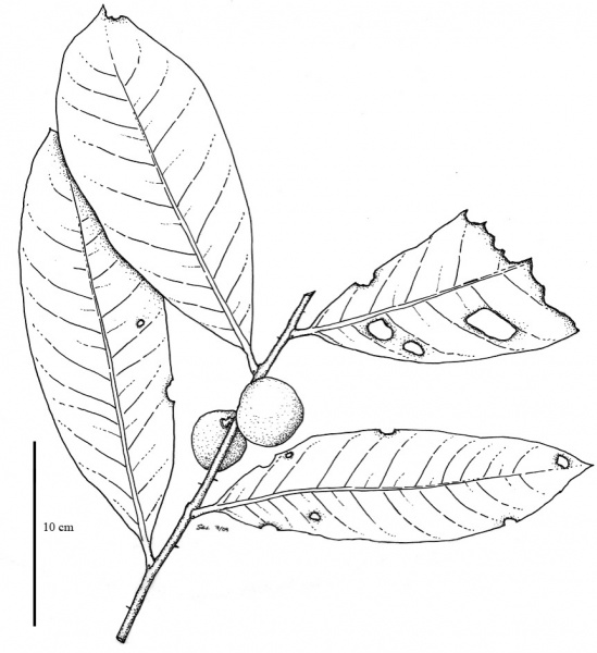 File:Polygalaceae.jpg
