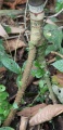 Thumbnail for version as of 12:46, 31 July 2009