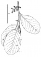 Thumbnail for version as of 15:59, 9 June 2008