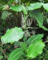 Thumbnail for version as of 20:43, 3 February 2011