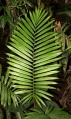 Thumbnail for version as of 20:28, 6 December 2010