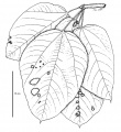 Thumbnail for version as of 16:09, 9 June 2008