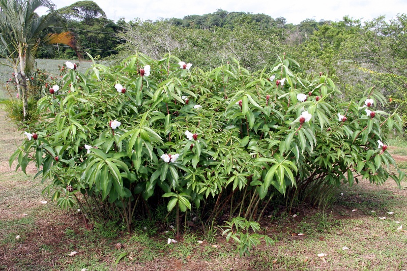 File:IMG 0738b.jpg