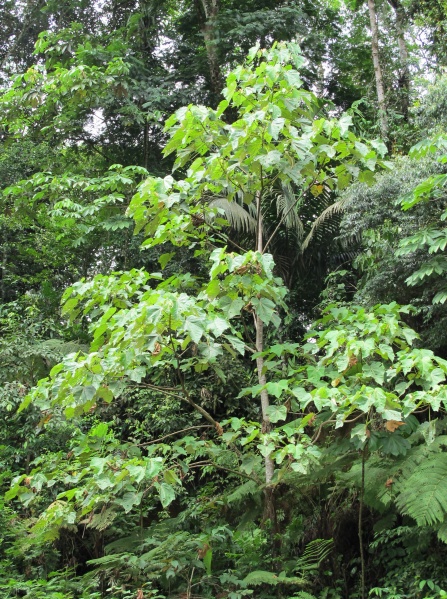 File:Ochroma 2010 2.jpg