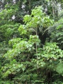 Thumbnail for version as of 19:22, 7 December 2010