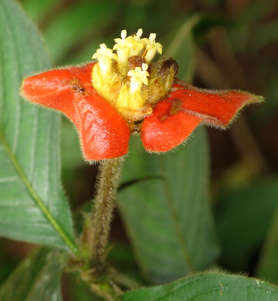File:Psychotria poeppigiana 2010 3.jpg