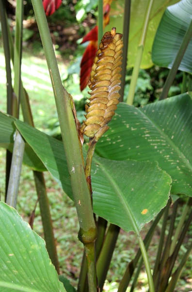 File:Calathea crotalifera 3.jpg