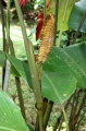 Thumbnail for version as of 15:38, 30 July 2009