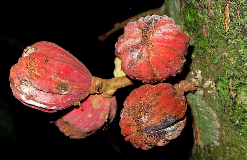 File:Guarea rhopalocarpa 2013 1.jpg
