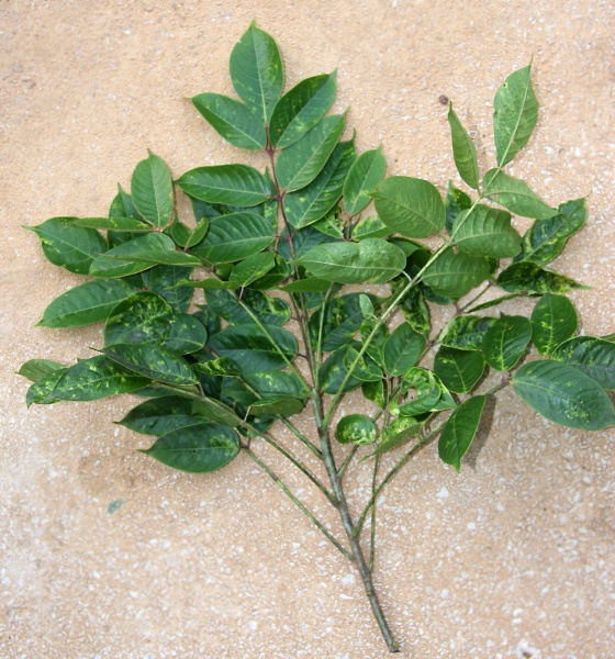 File:IMG 0574b.jpg