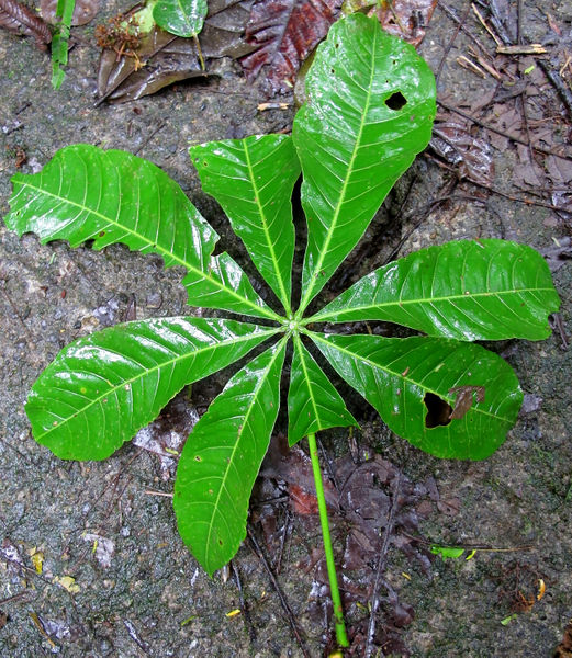 File:Pachira lf 2014 1.jpg