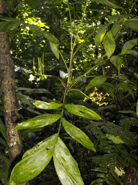 File:Chamaedorea pinnatifrons Vargas 1.jpg