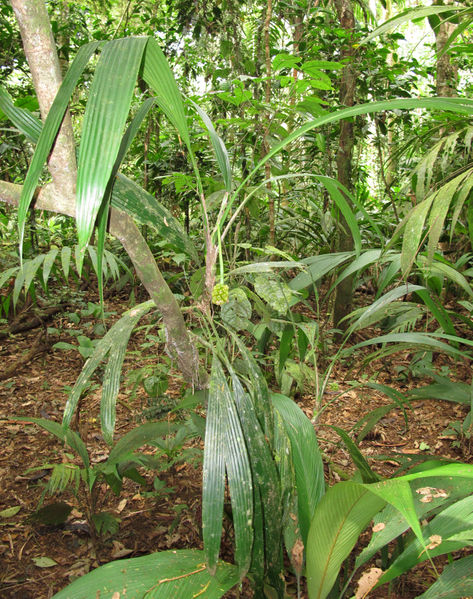 File:Cyclanthaceae 2013 3.jpg