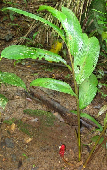 File:Renealmia pluriplicata 2010 2.jpg