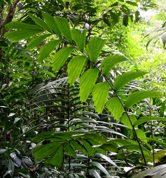 File:Socratea leaf 7.jpg