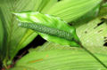 Thumbnail for version as of 19:27, 19 March 2012
