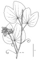 Thumbnail for version as of 16:47, 9 June 2008
