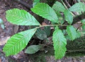 Thumbnail for version as of 21:07, 3 February 2011