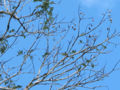 Thumbnail for version as of 19:48, 24 April 2012