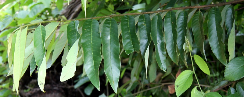 File:IMG 0756bb.jpg