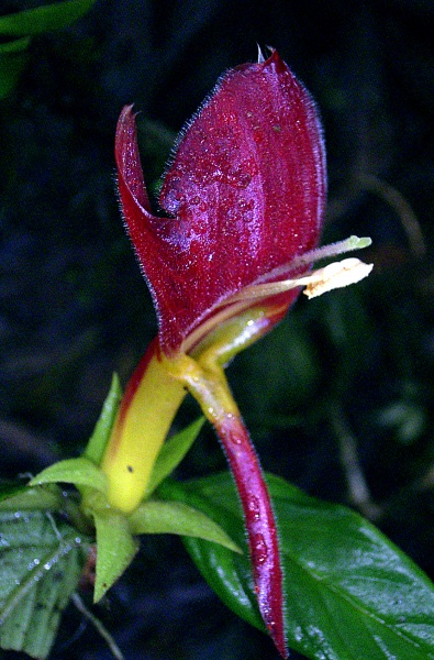 File:Gesneriid1.jpg