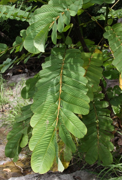 File:IMG 0629b.jpg