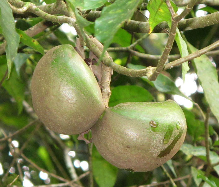 File:Stemadenia 2 2011.jpg