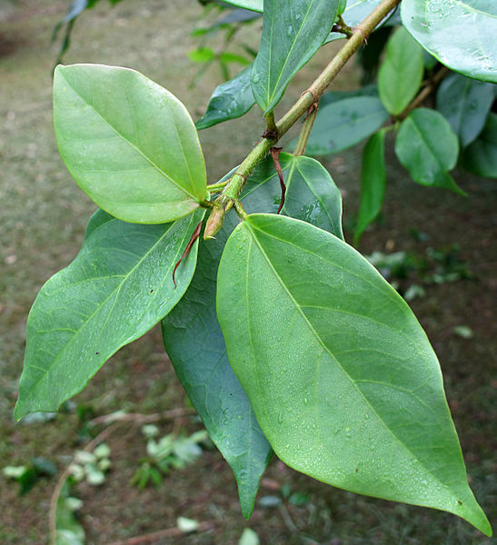 File:Ficus 2013 2.jpg