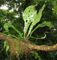 Thumbnail for version as of 19:20, 19 March 2012