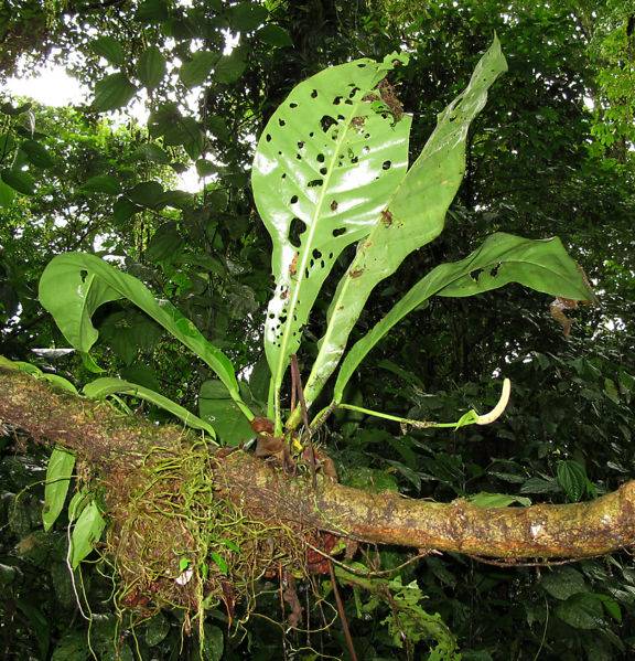 File:Anthurium 2010 17.jpg