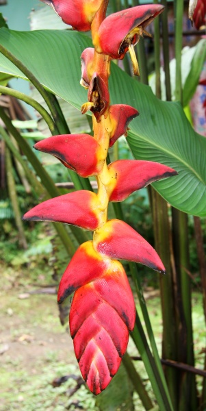 File:Heliconia pogonantha 4.jpg