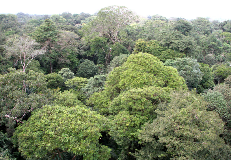 File:Canopy tower 60 2011.jpg