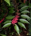 Thumbnail for version as of 15:30, 3 August 2009