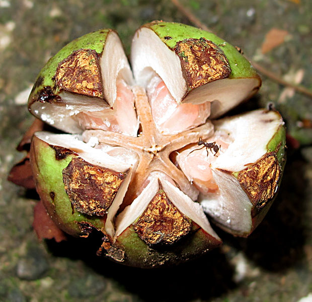File:Clusia uvitana 2013 1.jpg