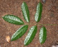 Thumbnail for version as of 17:58, 24 September 2008
